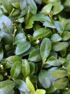 Buxus is a genus of about 70 species in the family Buxaceae. They are native to western and southern Europe, southwest, southern and eastern Asia, Africa, Madagascar, northernmost South America, Central America, Mexico, and the Caribbean. The leaves on boxwood branches are arranged opposite from each other, making pairs.