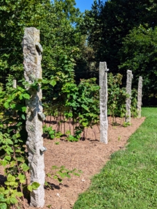 I have several rows of raspberries on one side of my main greenhouse. They all produce so many fruits every summer because they are well-maintained through the year.