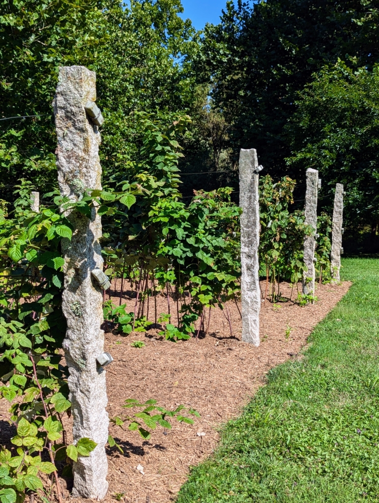 Building A Raspberry Cane Support Supporting the Berry Canes - The Martha Stewart Blog