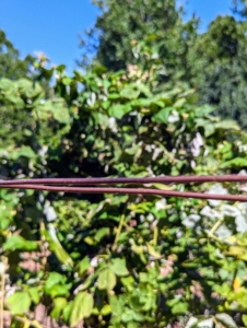 The wire runs across the the row. The blackberry canes will be supported between the two wires as they grow.