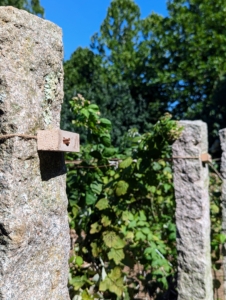 The upright posts are antique granite with heavy gauge copper wire laced through them to support the long canes. The posts came from China and were originally used as grape supports. A friend of mine acquired a lot of stone from this valley and I purchased a couple hundred pieces. They are also the same posts I use under my long pergola.