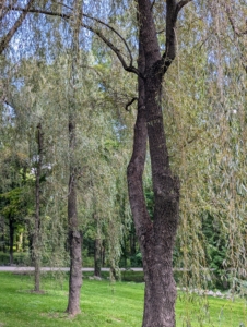 On one side of this pinetum are the tall and gorgeous weeping willows. Weeping willows are wide and tall with beautiful curtains of drooping branches that sweep the ground. I have several groves of weeping willow trees growing at my farm.