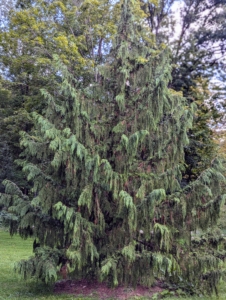 Callitropsis nootkatensis ‘Pendula’ or weeping Alaskan cedar, is a slender, strongly weeping form that grows to as much as 35-feet tall.