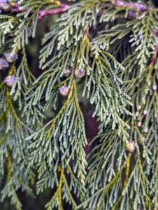 It has widely spaced ascending to horizontal branches with flattened sprays of blue-green leaves.