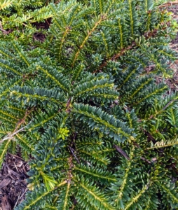 These are the branches of a Japanese Yew, Emerald Spreader, a cold hardy, evergreen shrub that is strong, sturdy, and retains its green color even in winter.