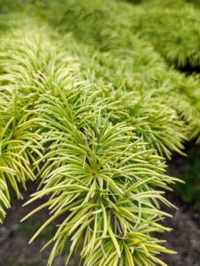 This is a Cedrus deodara ‘Wells Golden’ – an upright true cedar with rich, golden color, which is beautiful in winter. It can grow up to 30-feet tall.