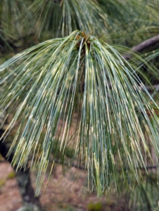 The needles on this dwarf white pine are soft and blue-green in color.