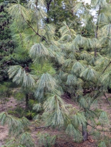 Other trees growing here include this dwarf white pine tree. If you’re not sure how to tell some of these popular trees apart, here are some key tips: pines have needles that are arranged and attached to the branches in clusters of two, three or five. Spruce and fir trees have needles attached individually to the branches. Spruce needles are sharply pointed, square and easy to roll between the fingers. They’re attached to small, stalk-like woody projections, and when the needles fall, the branches feel rough. Fir needles are softer, flatter and cannot be easily rolled between the fingers. Fir needles are usually attached only on the upper side of the branch. Its branches lack projections, so the bark is smooth. And, a fir tree’s cones stand straight up on many species, or protrude outward on others.