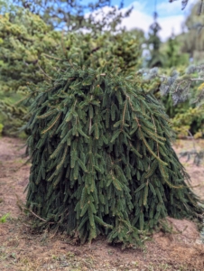 Picea abies ‘Pendula’ is used as a collective term that describes the myriad weeping and pendulous forms of Norway spruce. The Norway spruce or European spruce is a species of spruce native to Northern, Central, and Eastern Europe. Its uniquely trained form adds so much interest in this pinetum.