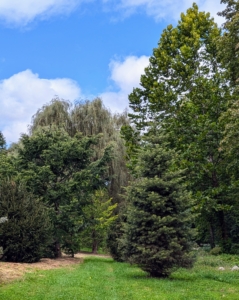 Over time, this area will fill out more and more. I am so pleased with how it looks, and so happy these trees are thriving here at the farm.