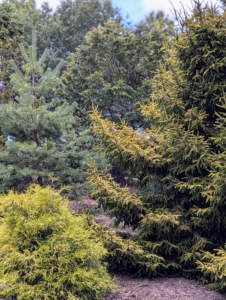 Once trees are mature, they need little maintenance except for regular mulching and removal of dead or diseased branches. I keep the ground well-mulched using material made right here at the farm.