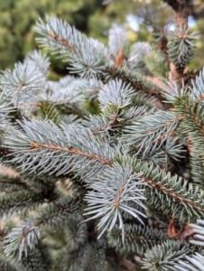 This is a baby blue spruce, Picea pungens 'Baby Blue.' This dwarf blue spruce tree stays under 25 feet.