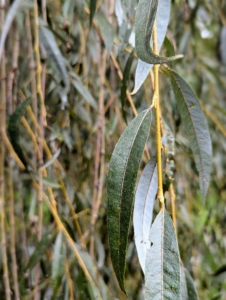 The leaves are long and narrow with a light green color and a finely toothed margin.