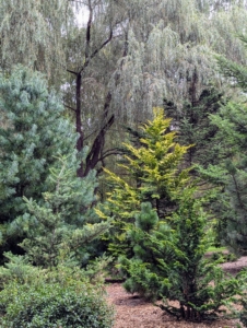 When I first bought my farm, I knew I wanted to plant many, many trees – young trees, to replace the older ones when their lives ended. This collection includes pine trees, but I have also included many spruces, firs, and other interesting evergreens.