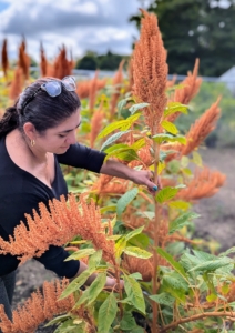 Enma cuts some of the long stemmed amaranth. Their velvety flowers are dense - some with drooping tassels. Blooms come in richly saturated harvest hues, and they hold their colors and shapes even when dry.