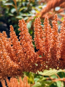 There are 2 main types of Amaranth grown for cutting - one with an upright growing habit where the plants produce spikes or plumes that add height and drama to arrangements. The other is a trailing type of Amaranth with a draping growth habit.