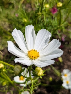 Cosmos are annuals with colorful daisy-like flowers that sit atop long slender stems. They attract birds, bees, and butterflies and come in a variety of colors including white and various shades of pink, crimson, rose, lavender and purple, all with yellow centers.