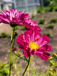 Garden cosmos measure three to four inches across, and may be single, semi-double, or double.