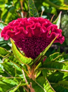 Celosia is a small genus of edible and ornamental plants in the amaranth family, Amaranthaceae. Its species are commonly known as woolflowers, or, if the flower heads are crested, cockscombs. The plants are well known in East Africa's highlands and are used under their Swahili name, mfungu. Celosias thrive in full sun and require well-drained soil.