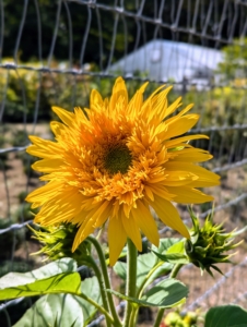 Sunflower is the only flower with flower in its name. “Helia” for sun and “anthus” for flower. Sunflowers are also the symbol of faith, loyalty and adoration.