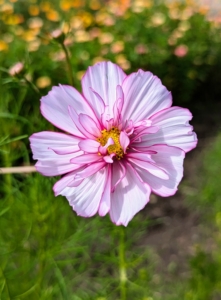 The lacy foliage and silky flowers bloom from midsummer to the first frost.