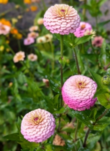 I planted flowers that do best in full sunlight, meaning they get at least six to eight hours of sun per day.