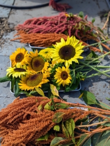 Enma cut lots flowers to bring indoors for arrangements.