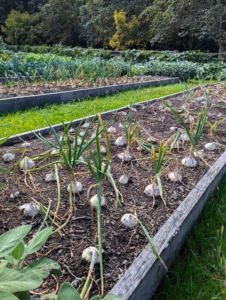 The onion leaves are also quite dry. This happens at the “neck” of the onion, where the leaves meet the bulb, and signals that the plant has stopped growing.