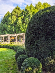 My pergola garden is constantly growing and evolving - in spring when it blooms with gorgeous shades of blue; in summer when it features all the bright orange lilies; and, in autumn, with all its bold greenery.