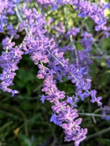 In the back bed, I also have Perovskia atriplicifolia, commonly called Russian sage, growing. This plant shows tall, airy, spike-like clusters that create a lavender-blue cloud of color above the finely textured, aromatic foliage. It is vigorous, hardy, heat-loving, drought-tolerant, and deer resistant.