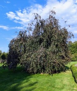 Behind the pergola is this giant weeping copper beech tree – I love these trees with their gorgeous form and rich color.