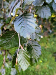 It's admired greatly for its weeping glossy purplish leaves.