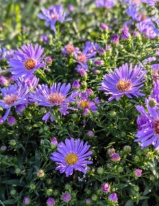 In a matching lavender hue are these charming asters that bloom during the late summer months and into the fall.