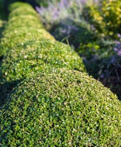 Look how beautiful the border is after the shrubs are all groomed. They've grown so well here and continue to thrive.