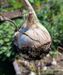 Onions can be harvested at any size. Most of these are medium to large.