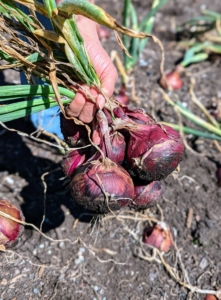 All the onions are in excellent condition. Fortunately, very few animals eat garden onions.