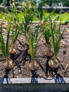 These onions are left to mature a little more, but they should be ready to pick in another week or so after the leaves fall over.