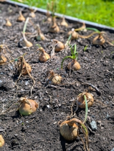 And this week, the tops of the onion plants have turned brown naturally – an indication they are fully mature and ready to harvest.