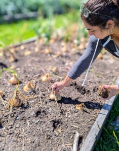 To pick, Enma carefully loosens the surrounding soil and then gently pulls the onion up by its top. It’s important to keep the stem intact to prevent the possibility of rot.