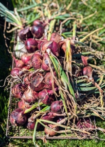 Enma and Elvira picked lots of red onions, which are most often used for their color and mild flavor in salads, salsas, and other raw preparations.