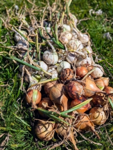 Here is a tray of yellow and white onions. Yellow onions are full-flavored and are a reliable standby for cooking almost anything. White onions are often used in prepared salads, white sauces, and classic Mexican cuisine. They're also loved in soups, stews, braises, and rice pilaf.