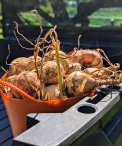 Every year we harvest lots of wonderful, fresh onions – it’s one of most favorite crops to pick here at the farm.