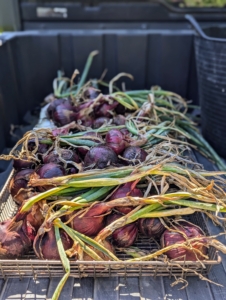 Once all the onions are picked, they are taken to my carport where they can cure. Curing is a process of preparing the onions for long-term storage. During the curing stage, the outer layers of the onions dry out, tightening around the bulb and creating a protective layer that keeps the onion firm and fresh for a longer time.