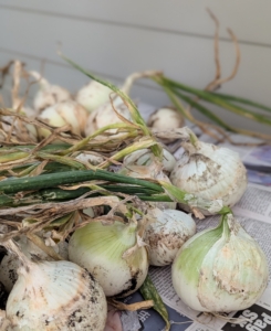 Enma and Elvira place the onions in one layer on top of newspaper.