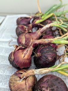 The onions need plenty of space for air to circulate, and can even be turned occasionally to make sure they dry evenly.