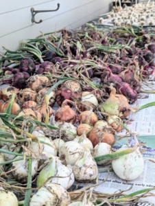 When cured and stored properly, a good storage onion will retain its eating quality for 10 to 12 months. I can’t wait to try them. How did your onions do this year?