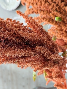 Amaranth is an annual ornamental plant characterized by long colorful flower clusters in orange, gold, purple, red, white, or pink - some that are trailing and these that produce upright plumes.