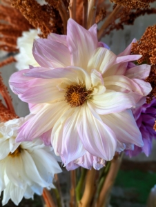 The dahlias are also still going strong. Dahlias bloom from midsummer until the first fall frost. Here at my farm, I had dahlias blooming in June, and hopefully they'll continue until Halloween.