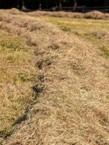 The hay is ready to bale when samples pulled from the bottom of the windrow make a crunching sound when snapped. My fields are all planted with a mixture of timothy, orchard grass, Kentucky bluegrass, ryegrass, and clover.