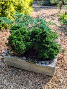 Some of these hypertufa pots had chipped or cracked, so I wanted the plants to be moved. This is a hypertufa container. Hypertufa is a lightweight, porous, man-made material that looks like stone and is often used to make garden containers and ornaments. It's made from a mixture of Portland cement, peat moss, and either sand, vermiculite, or perlite.